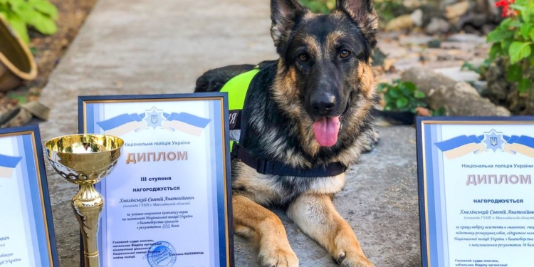 Николаевская полицейская овчарка Мэри на чемпионате завоевала первенство в лучшей выборке ассистента в соревнованиях специальной подготовки розыскных собак (ФОТО)