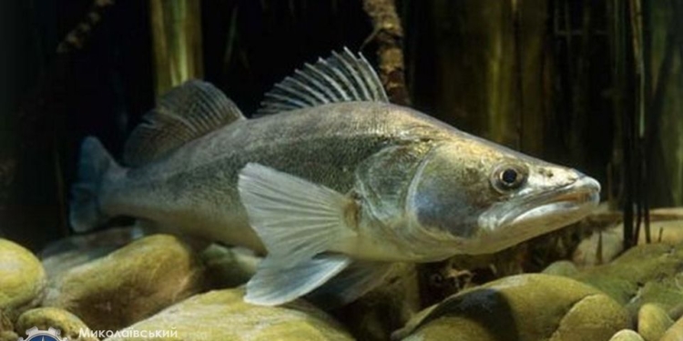 Николаевский рыбоохранный патруль поймал на Бугском лимане браконьера, добывшего морского судака сверх нормы (ФОТО)