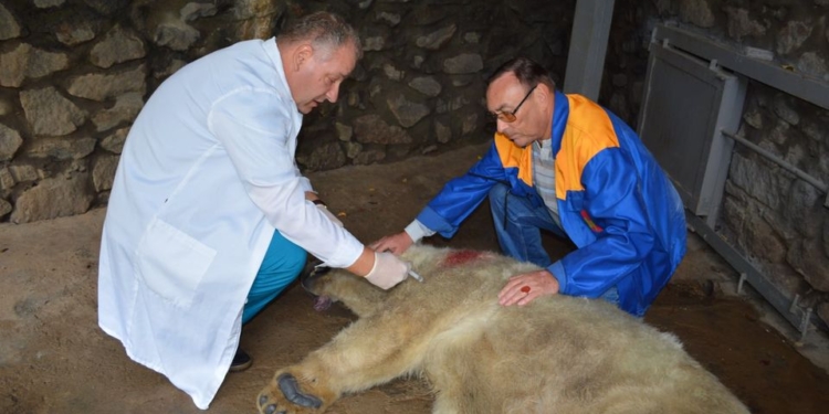 Как в Николаевском зоопарке белую медведицу Сметанку переселяли (ФОТО, ВИДЕО)