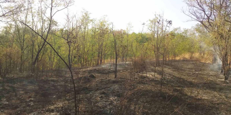 На Николаевщине горела не только сухая трава, а и молодой лес на площади 1,6 га (ФОТО)