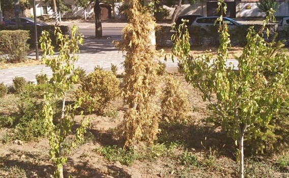 В Николаеве засох еще один сквер, “озелененный” год назад за 1,8 млн.грн