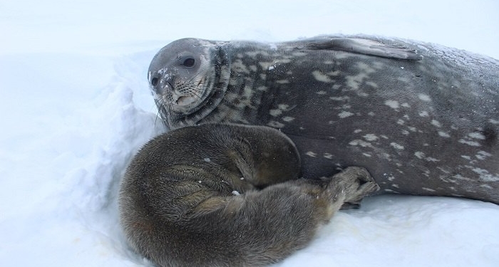 На станции “Академик Вернадский” в Антарктиде родился тюлень