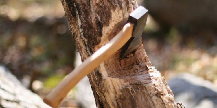 На Николаевщине дровосек-браконьер заплатит 17 тыс.грн. штрафа за 17 вырубленных акаций