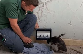 В австралийском зоопарке пингвиненок полюбил смотреть мультики про своих сородичей (ВИДЕО)