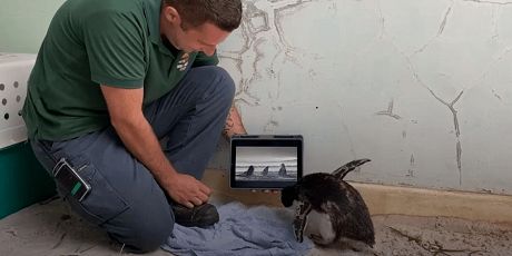 В австралийском зоопарке пингвиненок полюбил смотреть мультики про своих сородичей (ВИДЕО) 1