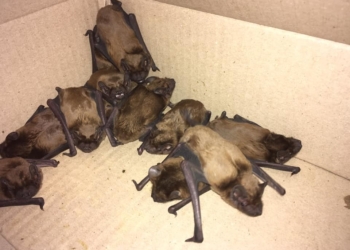 В харьковском офисе поселилась стая летучих мышей (ВИДЕО)