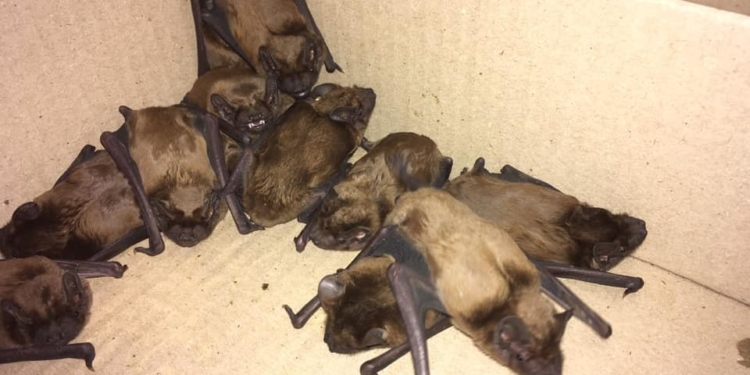 В харьковском офисе поселилась стая летучих мышей (ВИДЕО)