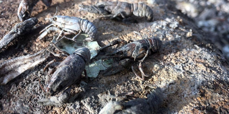 Катастрофа. Из-за ремонта Первомайской ГЭС погибли миллионы рыб, город остался без воды (ФОТО, ВИДЕО)