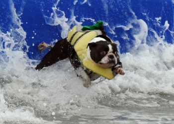 В США провели конкурс собак-серфингистов (ВИДЕО)
