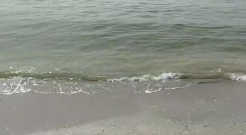 Экоинспекторы проверяют сообщение о гибели бакланов в Николаевской области