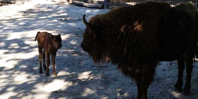 Маленький да удаленький: в Николаевском зоопарке появился на свет зубренок (ФОТО)