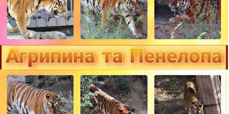 На двоих – 30 лет: в Николаевском зоопарке свои дни рождения отмечают тигрицы (ФОТО)