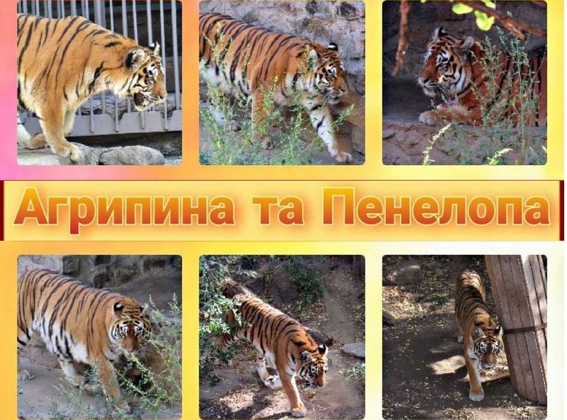 На двоих - 30 лет: в Николаевском зоопарке свои дни рождения отмечают тигрицы (ФОТО) 11