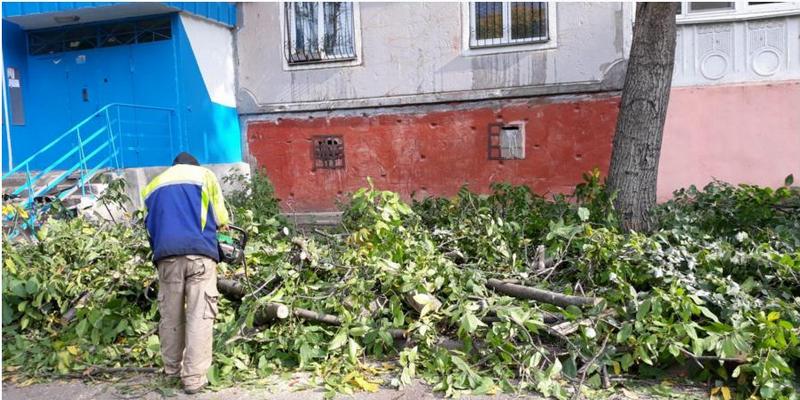 В Николаеве самовольно кронировали 9 деревьев – Госэкоинспекция привлекла нарушителя к админответственности 1