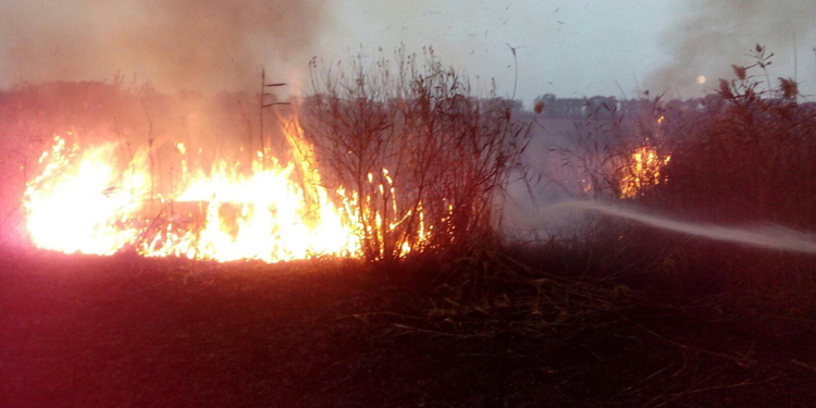 Камыш, сухостой и мусор: что тушили спасатели Николаевщины на открытых территориях за сутки (ФОТО)