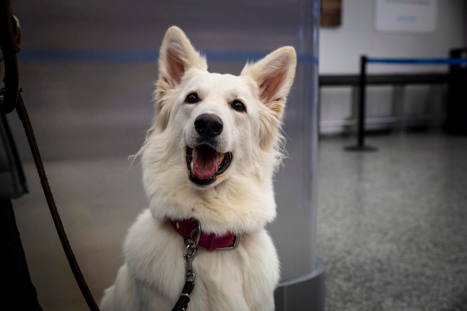 Собаки, определяющие у пассажиров Хельсинского аэропорта коронавирус, получили признание (ФОТО) 3