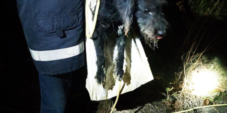 На Николаевщине спасатели вытащили собаку из 20-метрового колодца (ФОТО)