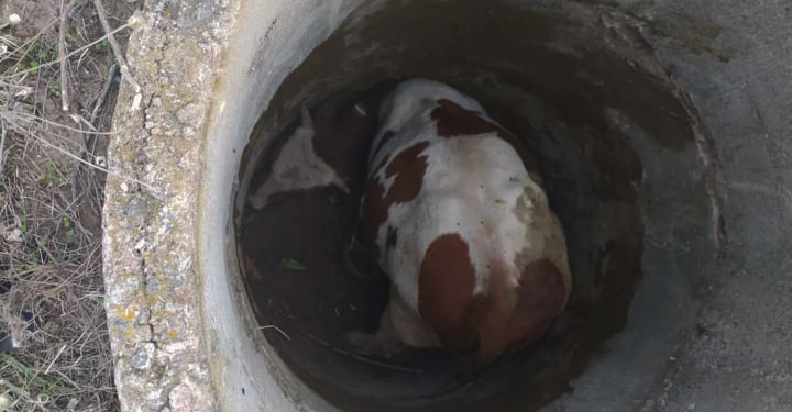 В Вознесенске спасатели достали из неэксплуатируемого коммуникационного колодца бычка (ФОТО)