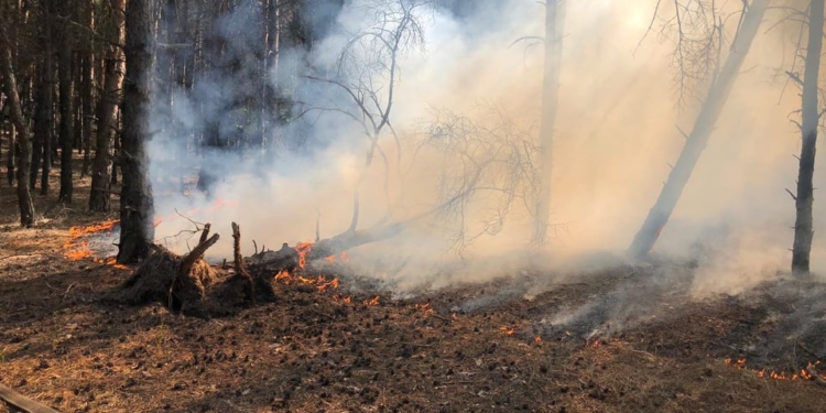Инспекторов ГЭИ не допустили к проведению проверки ГП “Николаевское лесное хозяйство”