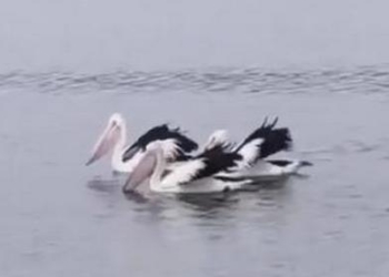 Синхронная охота: трио пеликанов продемонстрировало идеальный тайминг (ВИДЕО)