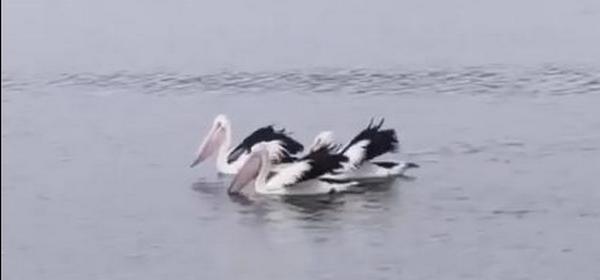 Синхронная охота: трио пеликанов продемонстрировало идеальный тайминг (ВИДЕО) 1