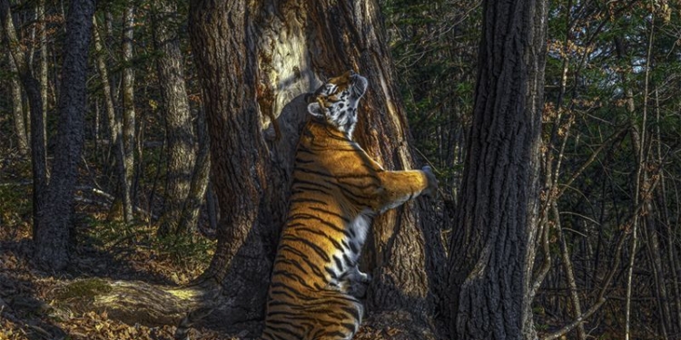 Названы лучшие фотографии дикой природы-2020 (ФОТО)