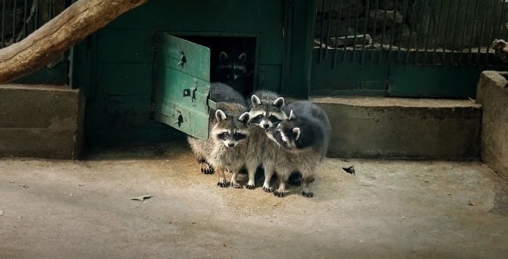 Николаевских енотов поздравили с их Международным днем (ФОТО)