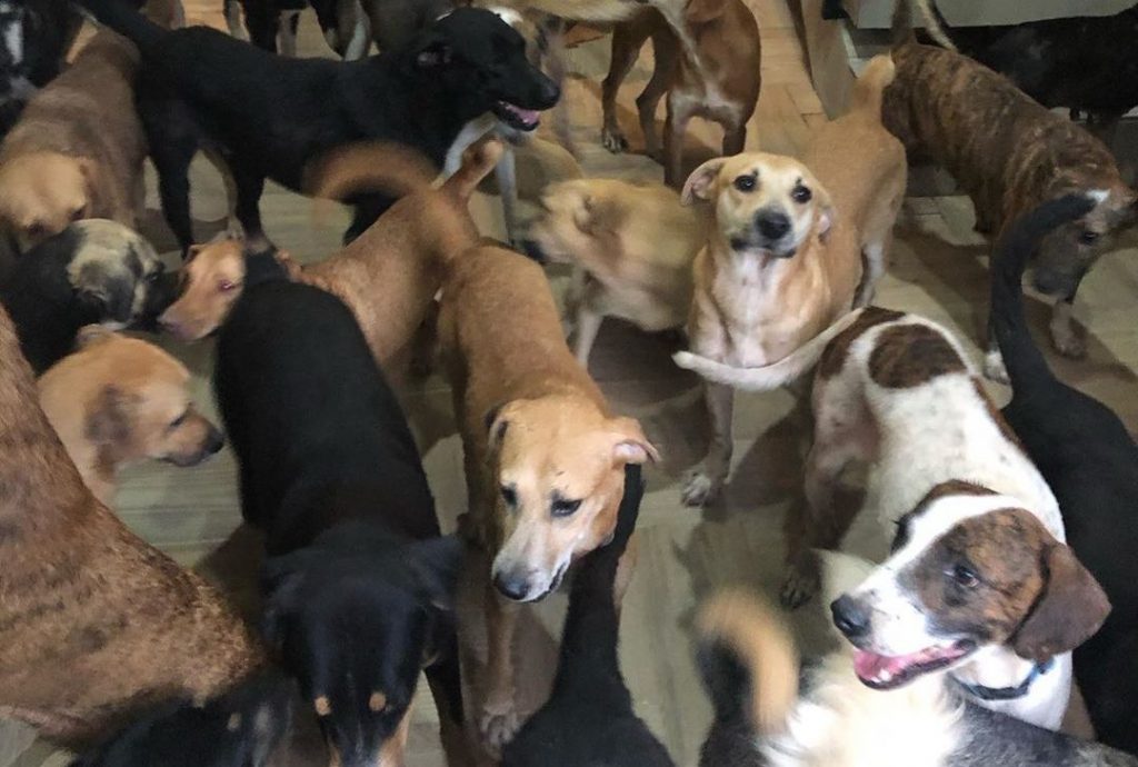 Житель Мексики забрал домой 300 животных из приюта, чтобы спасти их от урагана (ФОТО, ВИДЕО) 1