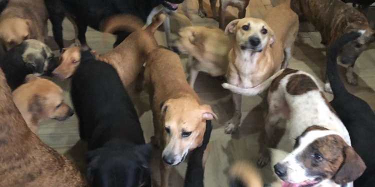 Житель Мексики забрал домой 300 животных из приюта, чтобы спасти их от урагана (ФОТО, ВИДЕО)