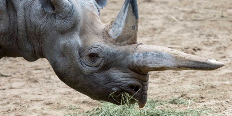 Умерла старейшая в мире самка черного носорога