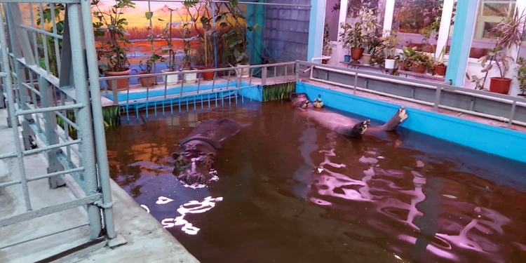 Зима близко. Николаевских бегемотов перевели в отремонтированное помещение – и потеплее (ФОТО)