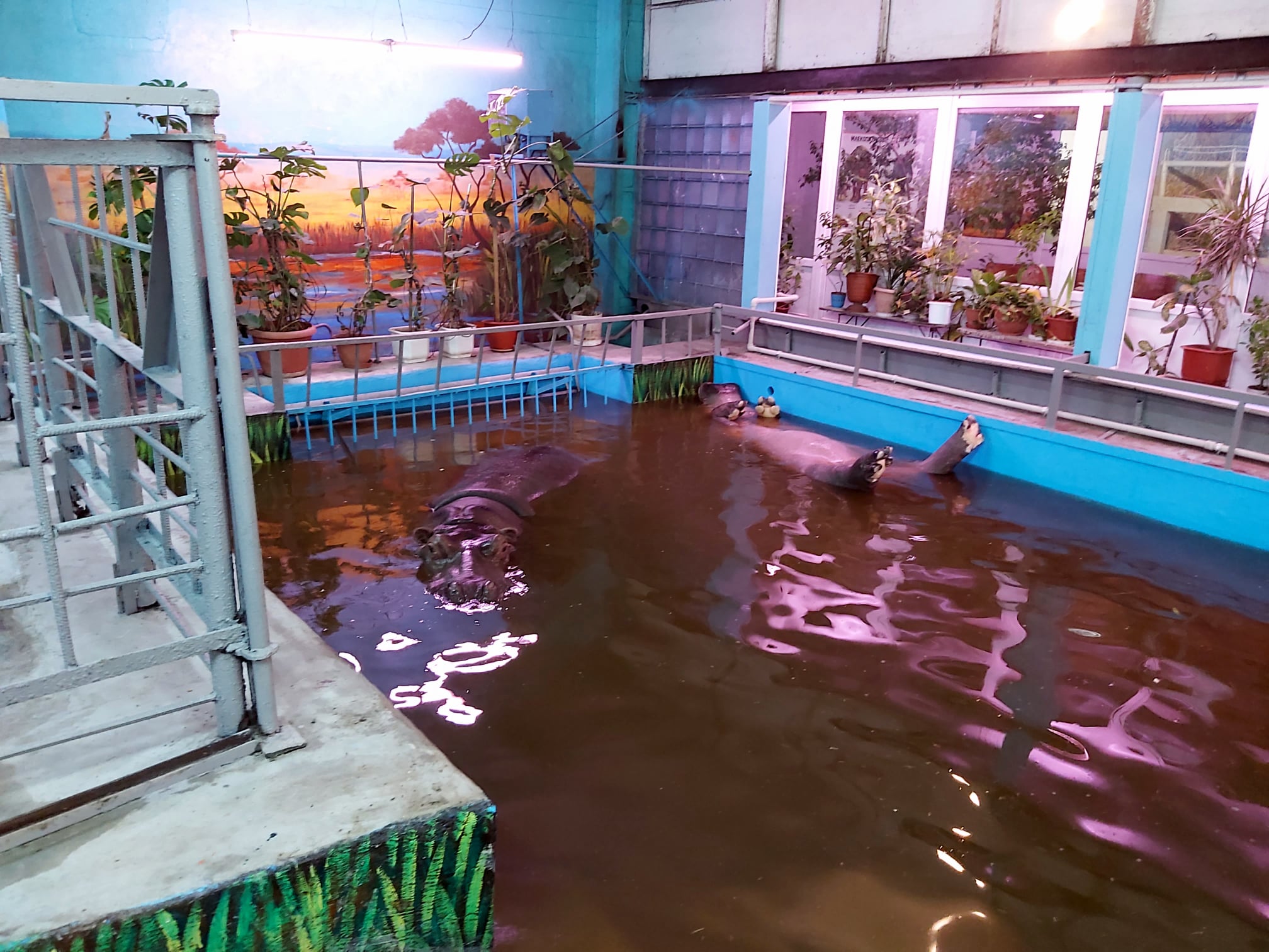 Зима близко. Николаевских бегемотов перевели в отремонтированное помещение – и потеплее (ФОТО)