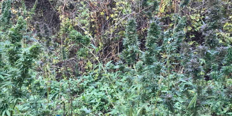 На Николаевщине ищут хозяев 220 кустов конопли, высаженных возле водохранилища (ФОТО)