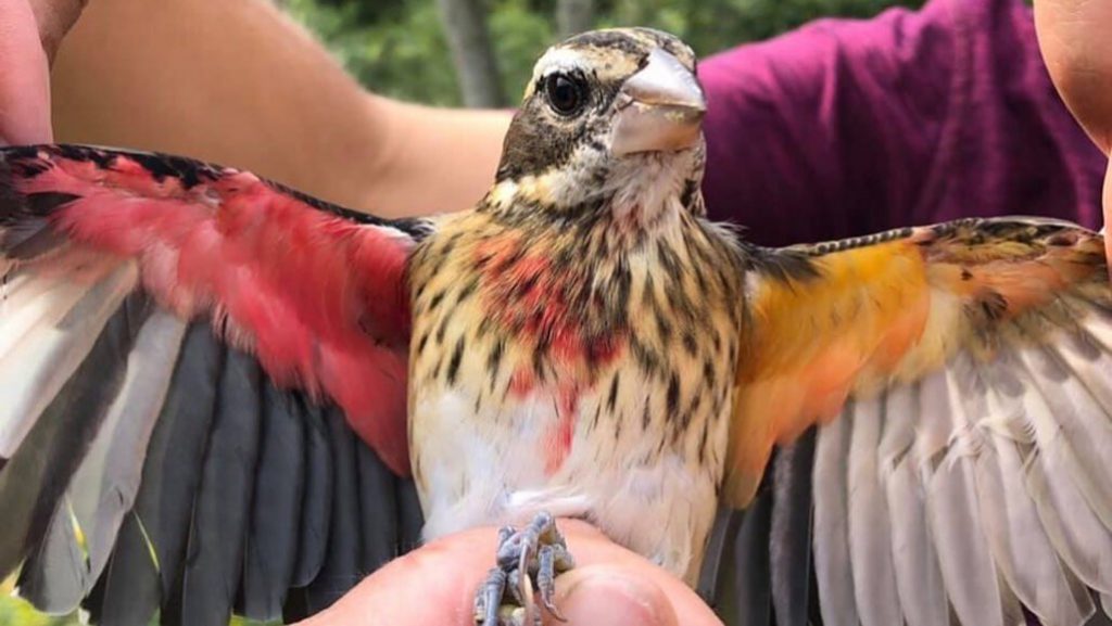 В США обнаружили птицу, у которой левая половина - самка, а правая - самец 1