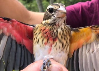 В США обнаружили птицу, у которой левая половина – самка, а правая – самец