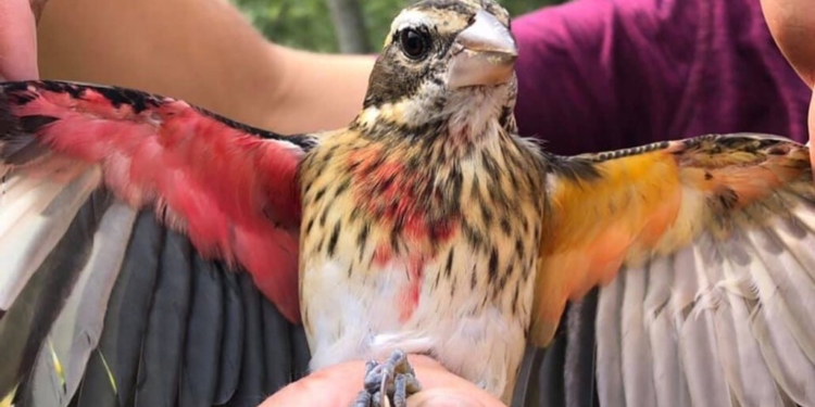 В США обнаружили птицу, у которой левая половина – самка, а правая – самец