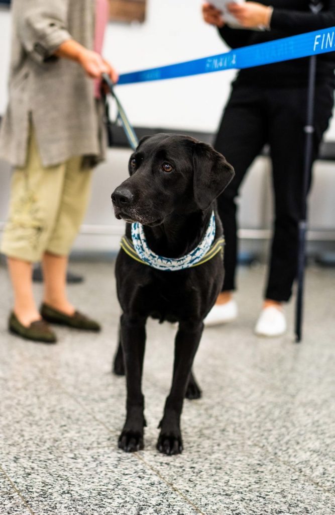 Собаки, определяющие у пассажиров Хельсинского аэропорта коронавирус, получили признание (ФОТО) 5