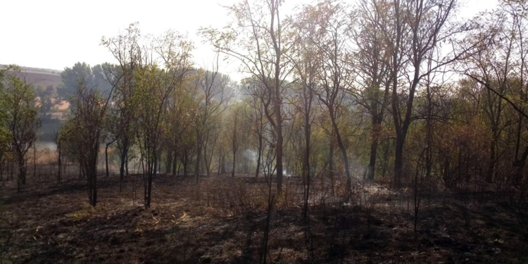 В Первомайском районе выгорело 2 га лесопосадок (ФОТО)