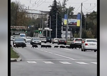 В Харькове кабаны остановили движение автомобилей (ВИДЕО)