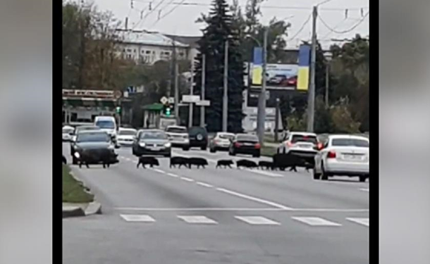 В Харькове кабаны остановили движение автомобилей (ВИДЕО)