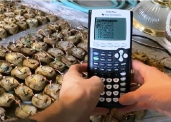 В Doom сыграли на картофельном калькуляторе (ВИДЕО)