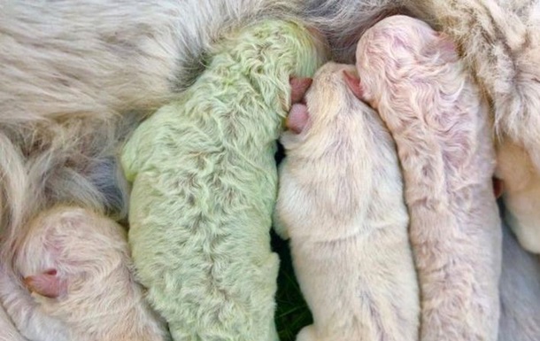В Италии родился зеленый щенок 1