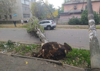 В Николаеве старый тополь рухнул на автомобиль