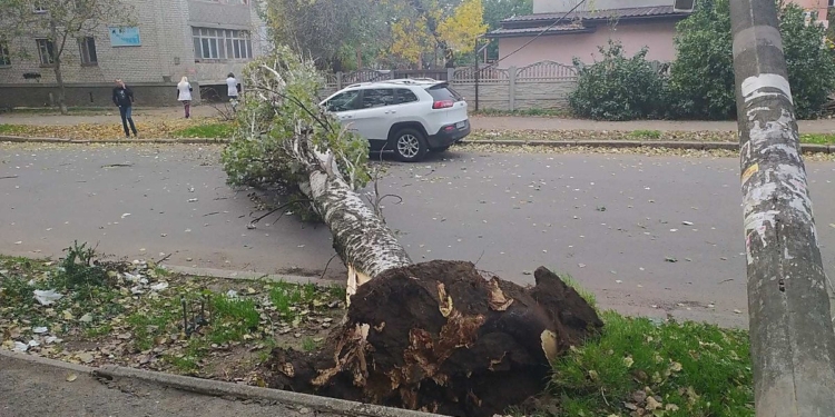 В Николаеве старый тополь рухнул на автомобиль