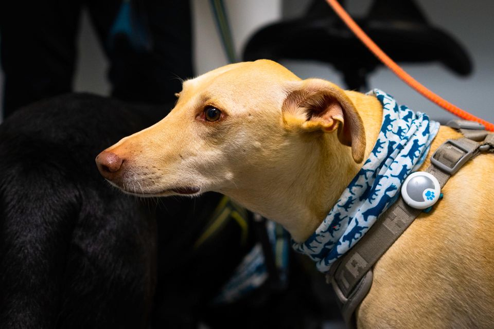 Собаки, определяющие у пассажиров Хельсинского аэропорта коронавирус, получили признание (ФОТО) 7