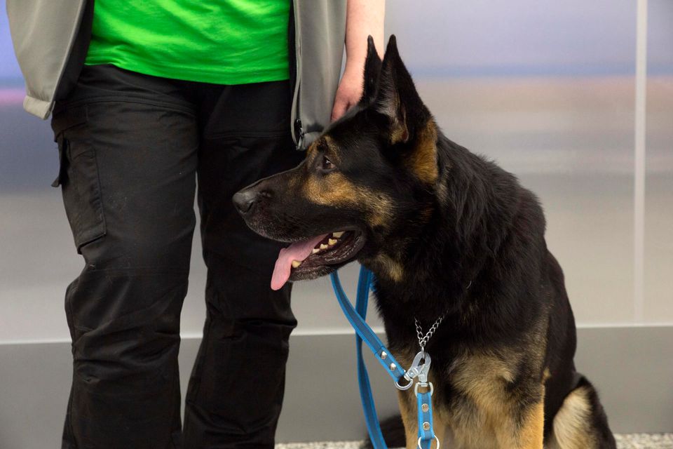 Собаки, определяющие у пассажиров Хельсинского аэропорта коронавирус, получили признание (ФОТО) 1