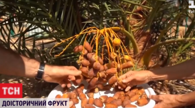 Ученым удалось “воскресить” древнее растение, которое упоминается в Библии (ВИДЕО)