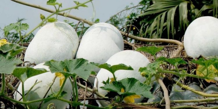 Николаевский фермер выращивает восковую тыкву – она может храниться 3 года (ФОТО)