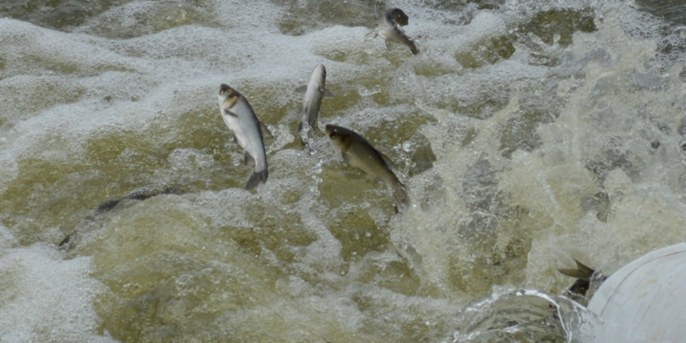 Зарыбление в Николаеве: в Южный Буг выпустили 255 тыс. экземпляров рыб (ФОТО и ВИДЕО)