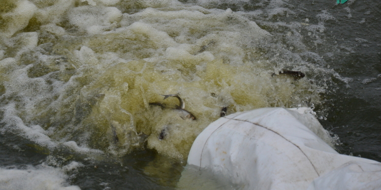 Зарыбление в Николаеве: в Южный Буг выпустили 255 тыс. экземпляров рыб (ФОТО и ВИДЕО)